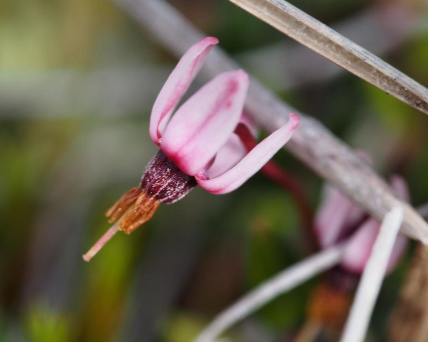 Cranberry, Small flower